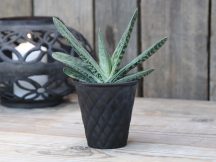 Antik Szén Kaspó - 10 cm.